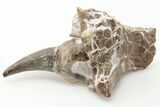 Fossil Mosasaur (Platecarpus) Tooth in Jaw Section - Kansas #197817-1
